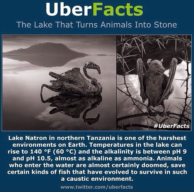 does lake natron turns animals to stone