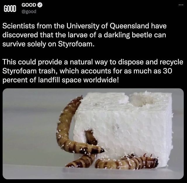 Goop Scientists from the University of Queensland have discovered