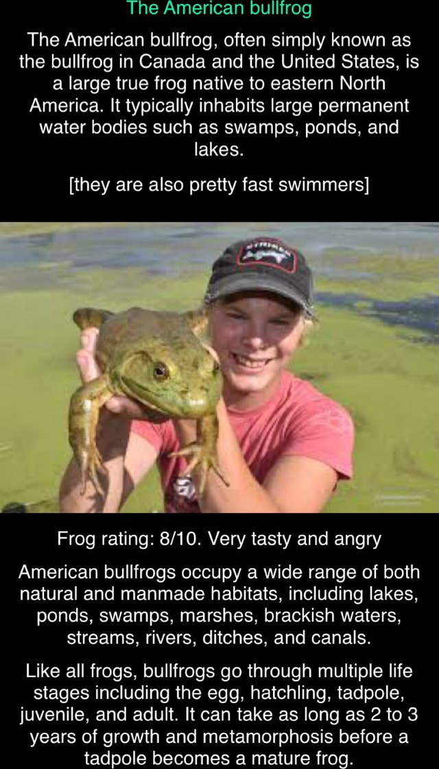 The American bullfrog The American bullfrog, often simply known as the