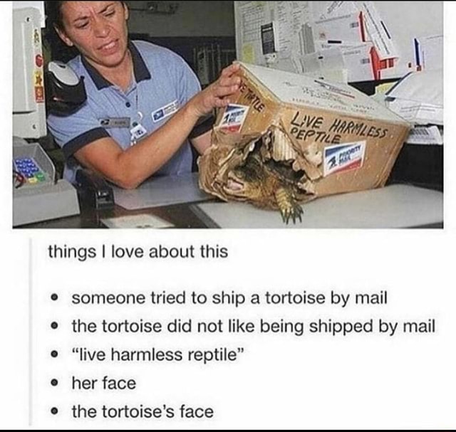 Meme Dump 123 Turtle Noises Things I Love About This Someone Tried meme-dump-123-turtle-noises-things-i-love-about-this-someone-tried