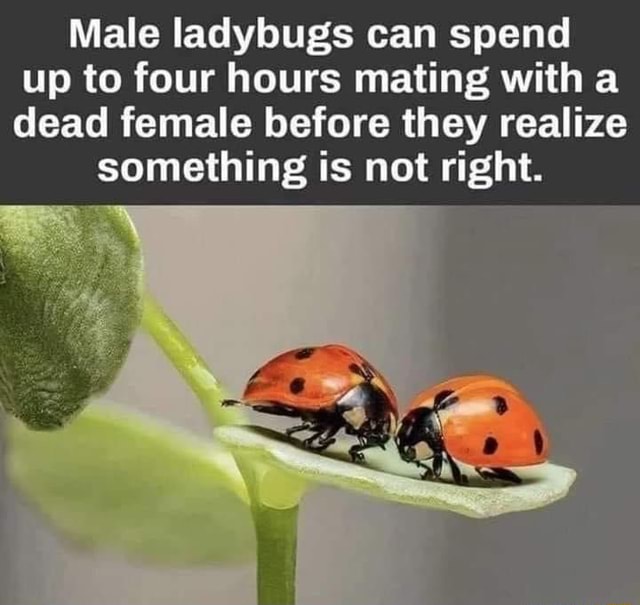 male-ladybugs-can-spend-up-to-four-hours-mating-with-a-dead-female