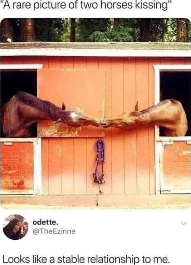 'A rare picture of two horses kissing Looks like a stable relationship ...