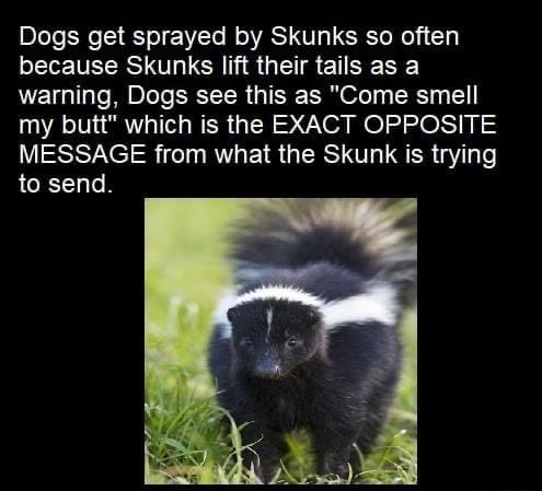 Dogs get sprayed by Skunks so often because Skunks lift their tails as