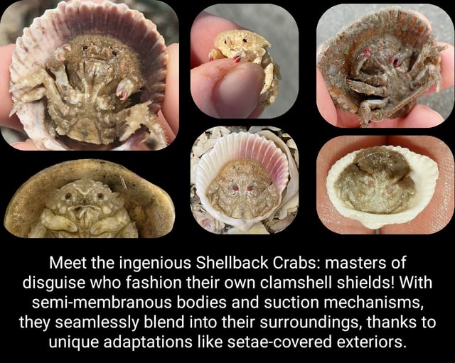 Meet the ingenious Shellback Crabs masters of disguise who fashion