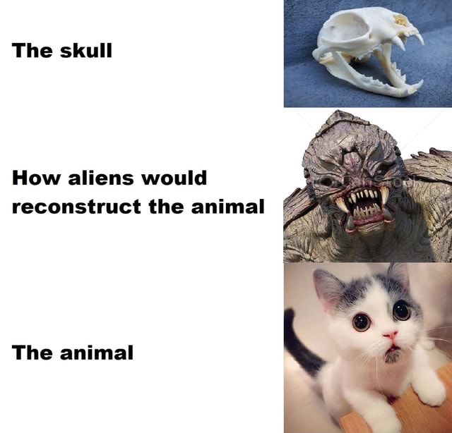 The skull How aliens would reconstruct the animal The animal - iFunny