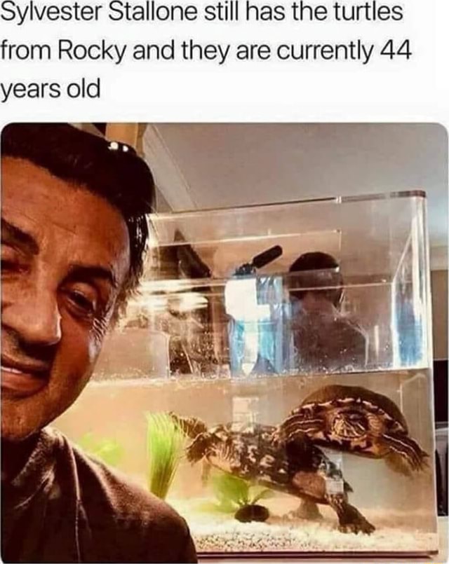 Sylvester Stallone still has the turtles from Rocky and they are ...