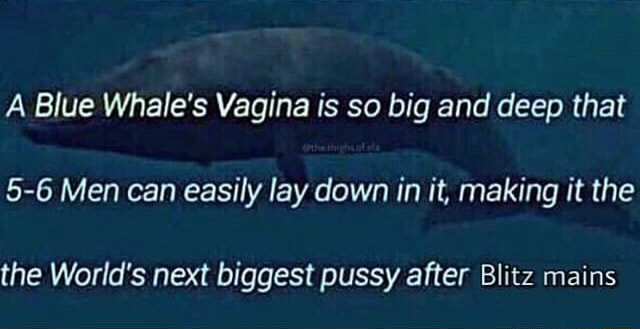 A Blue Whale's Vagina is so big and deep that 5-6 Men can easily lay