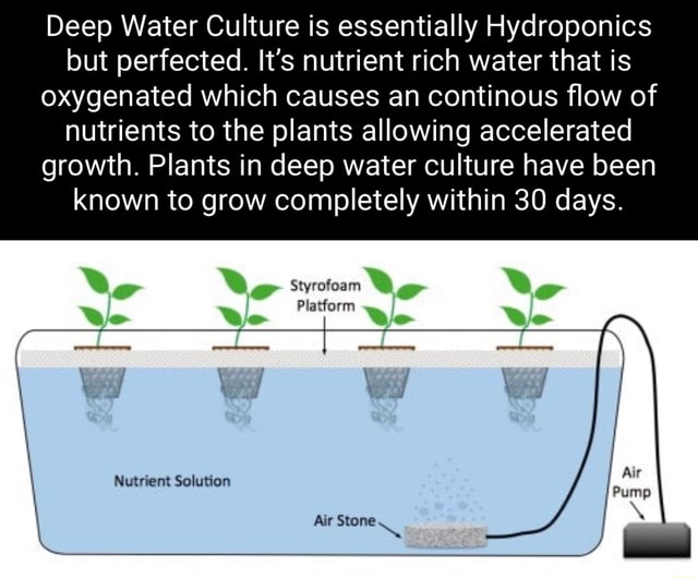 Deep Water Culture is essentially Hydroponics but perfected. It's