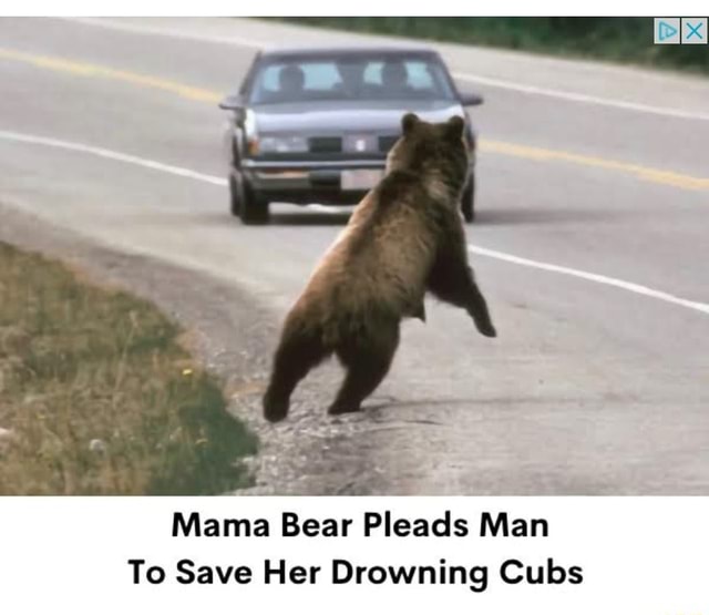 Mama Bear Does This After Man Saves Drowning Cubs Mama Bear Pleads Man To Save Her Drowning Cubs - iFunny
