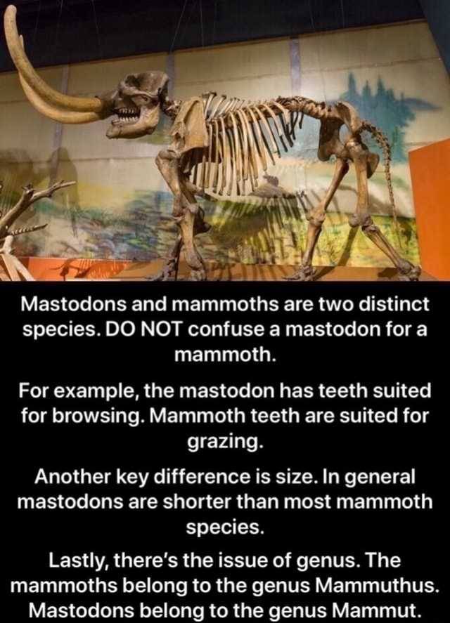 Species. DO NOT confuse a mastodon for a mammoth. For example, the ...