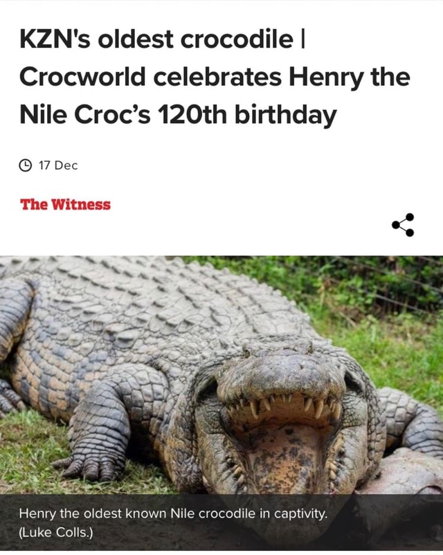 KZN's Oldest Crocodile I Crocworld Celebrates Henry The Nile Croc's ...