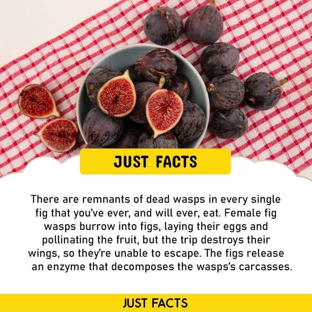 JUST FACTS There are remnants of dead wasps in every single fig that