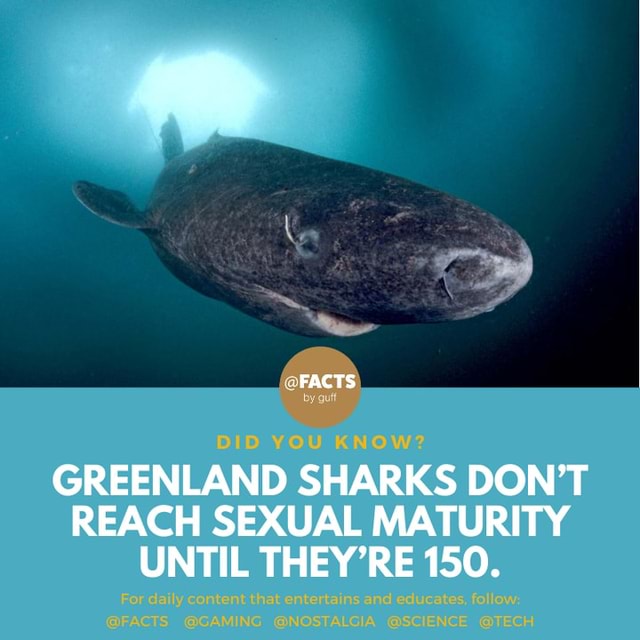 🦈 💦 The Greenland shark (aka the gurry shark) has the longest known ...