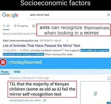 Google Socioeconomic ants can recognize themselves when looking in a mirror.  iips arimalcogtion o