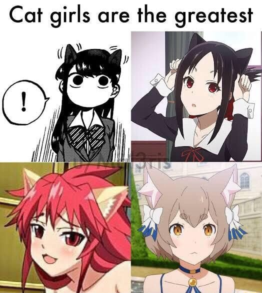 Cat girls are the greatest - iFunny :)