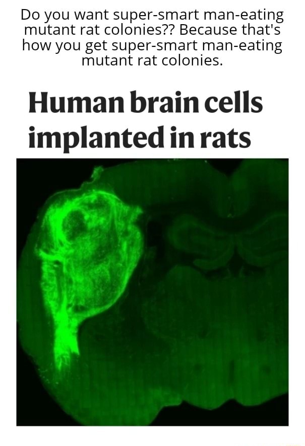 Do you want supersmart maneating mutant rat colonies?? Because that's