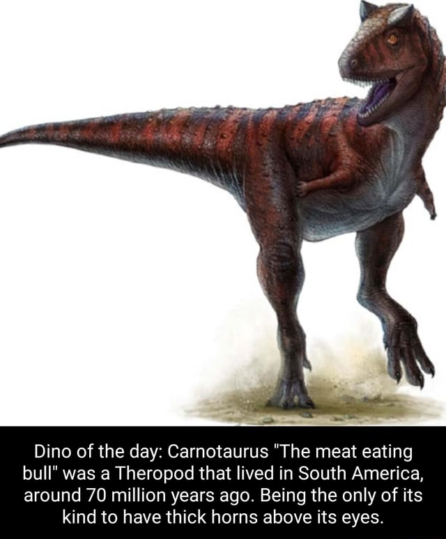 Dino Of The Day: Carnotaurus "The Meat Eating Bull" Was A Theropod That ...