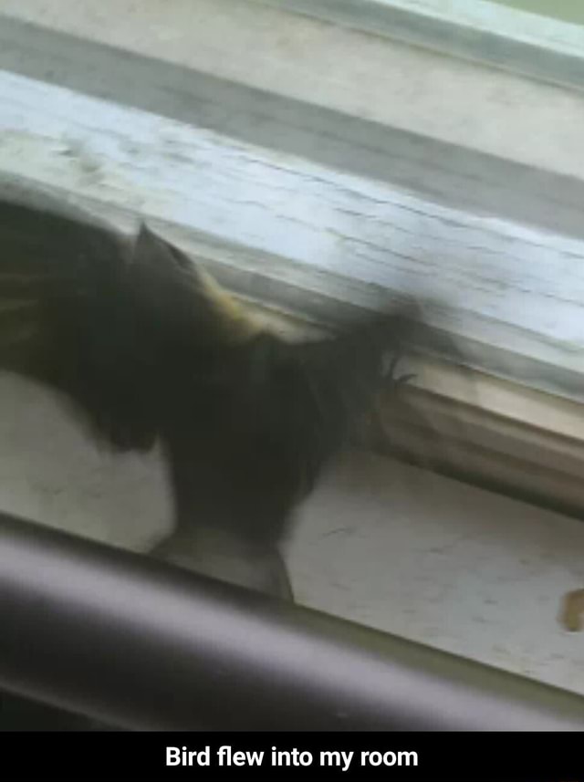 Bird flew into my room Bird flew into my room iFunny