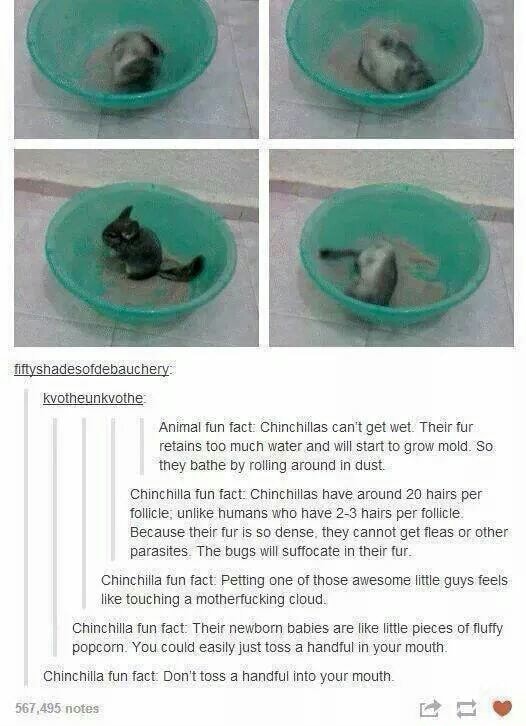 Animal fun fact Chinchillas can't get wet. Their fur retains too much