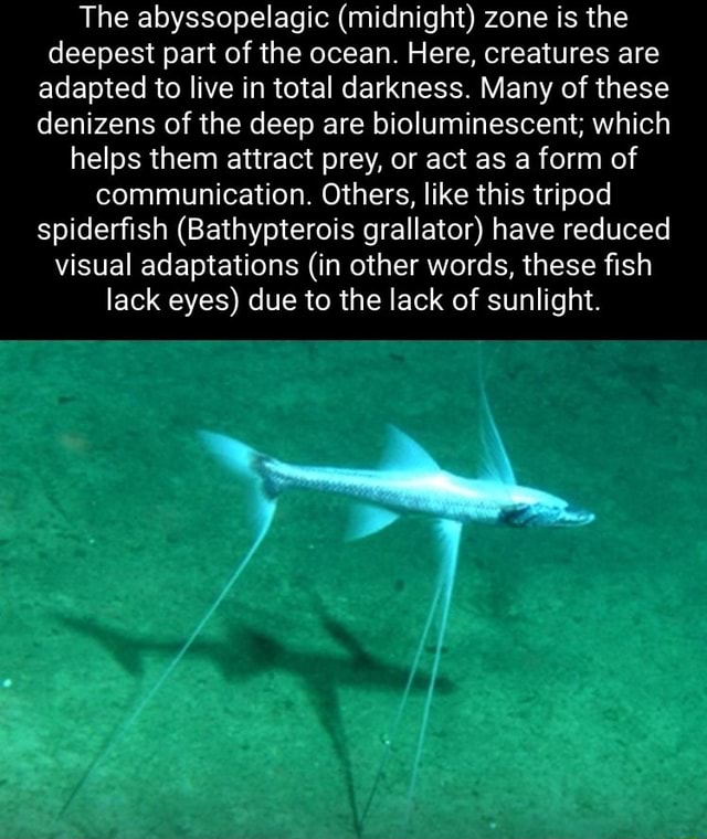 The abyssopelagic (midnight) zone is the deepest part of the ocean. Here,  creatures are adapted to live in total darkness. Many of these denizens of  the deep are bioluminescent; which helps them