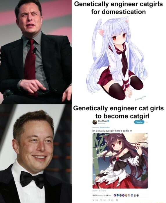 engineer catgirls for domestication engineer