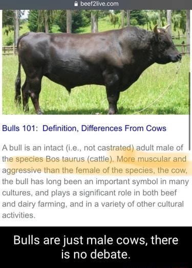 Bulls 101: Definition, Differences From Cows A bull is an intact cst ...