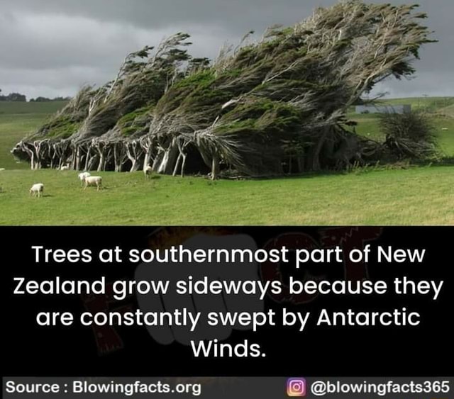 Trees at southernmost part of New Zealand grow sideways because they