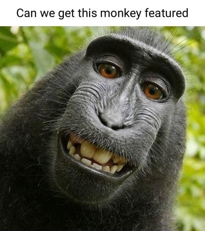 Can we get this monkey featured - iFunny