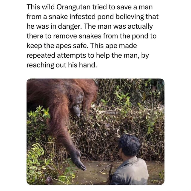 This wild Orangutan tried to save a man from a snake infested pond