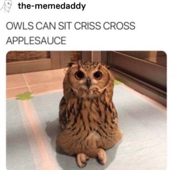Thememedaddy OWLS CAN SIT CRISS CROSS APPLESAUCE iFunny