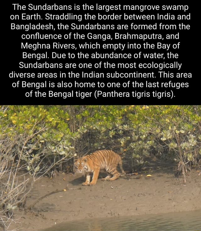 The Sundarbans is the largest mangrove swamp on Earth. Straddling the ...