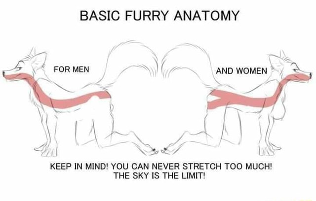 BASIC FURRY ANATOMY FOR MEN FY iN KEEP IN MIND! YOU CAN NEVER STRETCH