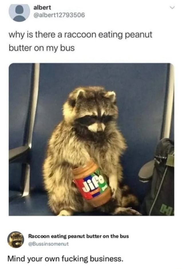 Albert why is there a raccoon eating peanut butter on my bus Raccoon