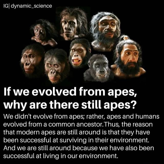 IGI dynamic_science If we evolved from apes, why are there still apes ...