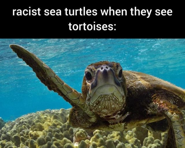 Racist sea turtles when they see tortoises: - iFunny