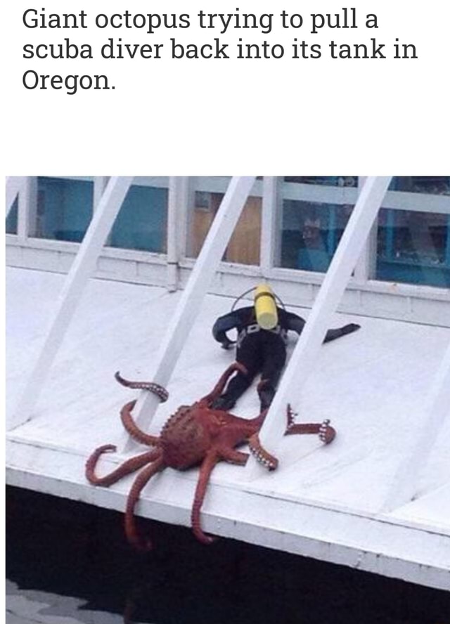 Giant octopus trying to pull scuba diver back into its tank in Oregon