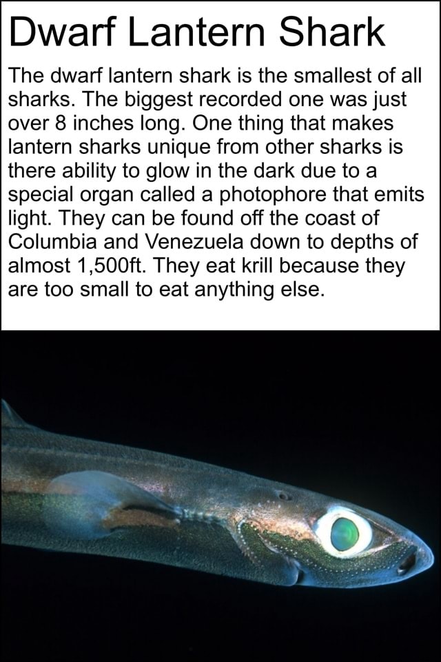 Dwarf Lantern Shark The dwarf lantern shark is the smallest of all