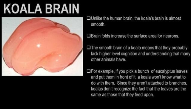 KOALA BRAIN the human brain, the koala's brain is almost smooth. OGrain