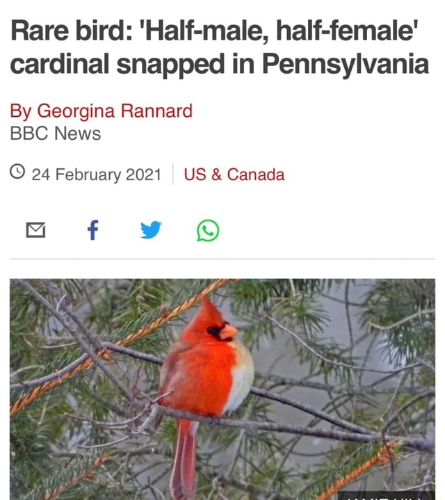 Rare bird: 'Half-male, half-female' cardinal snapped in