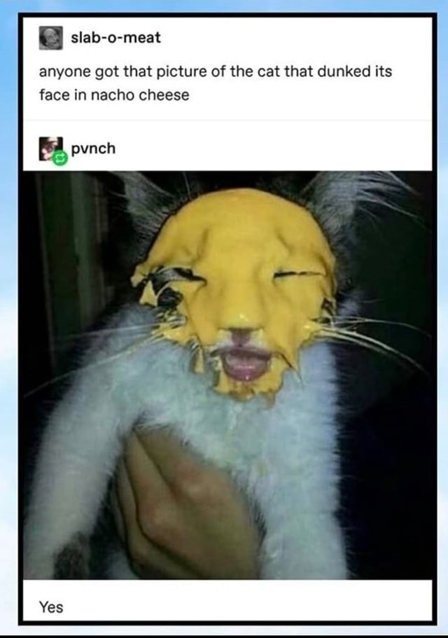 Q anyone got that picture of the cat that dunked its face in nacho cheese iFunny