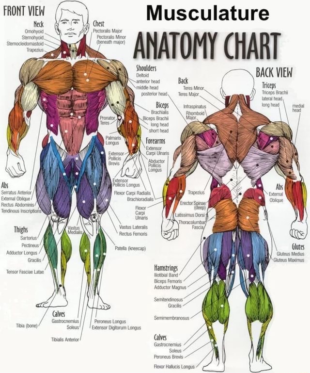 FRONT VIEW Musculature ANATOMY CHART BACK VIEW ~anterior head Back Neck ...