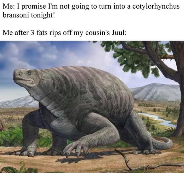 Me: I promise I‘m not going to turn into a cotylorhynchus bransoni ...
