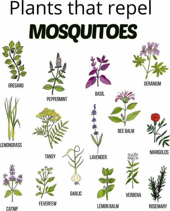 Plants that repel MOSQUITOES OREGANO GERANIUM BASL PEPPERMINT BEE BALM