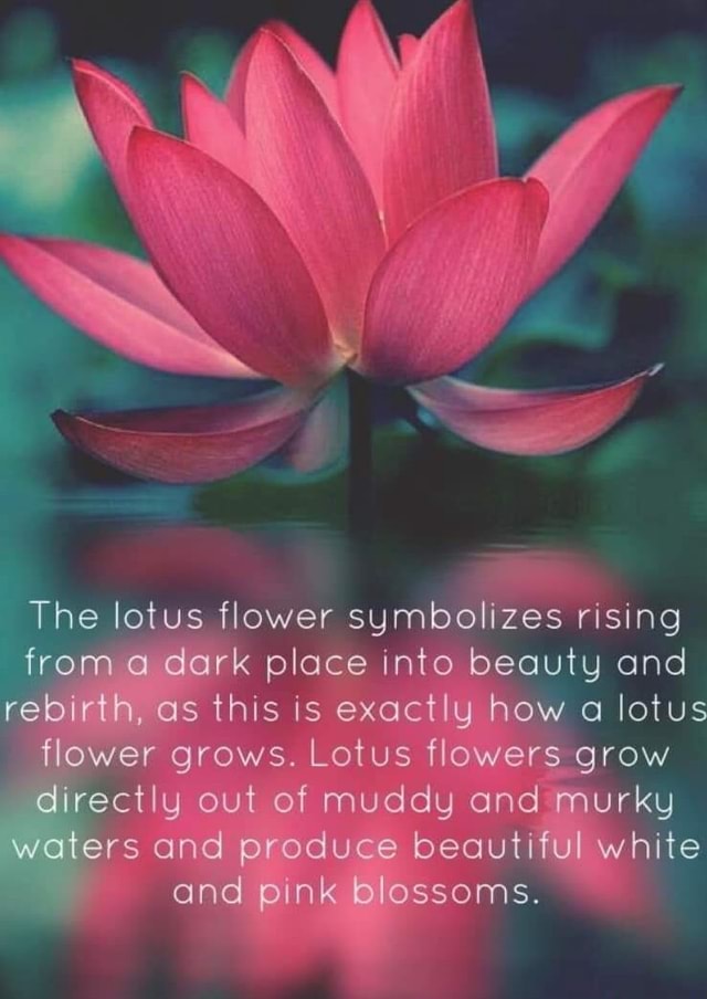 The lotus flower symbolizes rising from a dark place into beauty and
