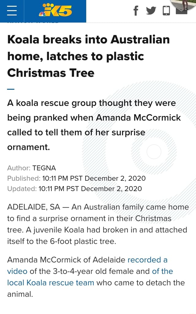 cigar udbrud Tal til AtS fyom Koala breaks into Australian home, latches to plastic Christmas  Tree A koala rescue group thought they were being pranked when Amanda  McCormick called to tell them of her surprise ornament.