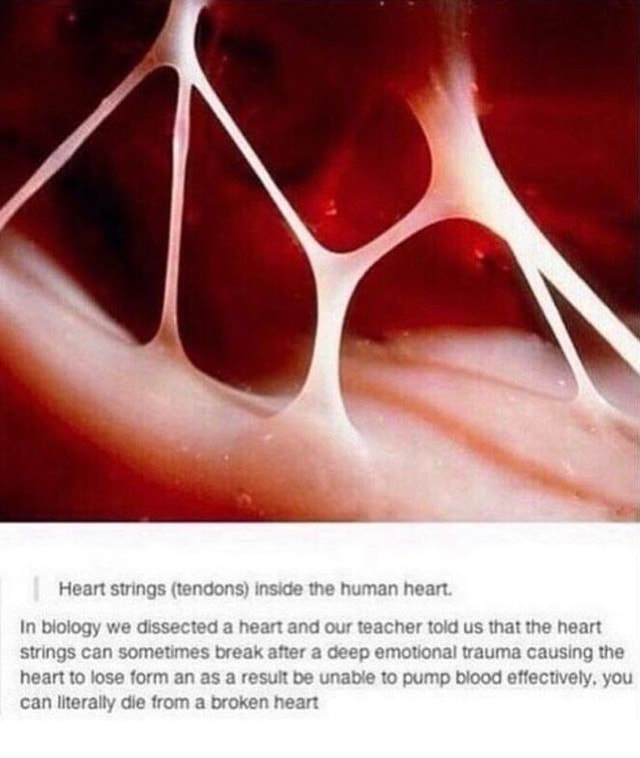 Heart strings (tendons) inside the human heart. In biology we dissected