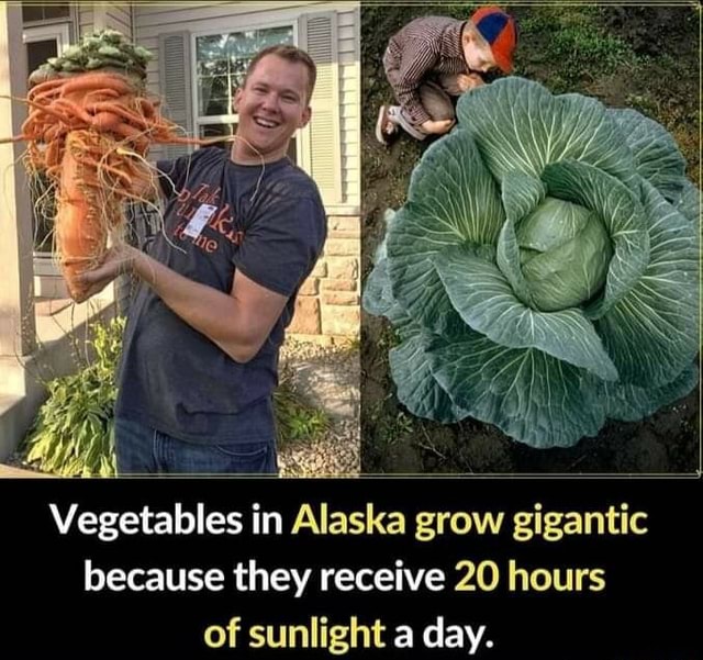 Vegetables in Alaska grow gigantic because they receive 20 hours of