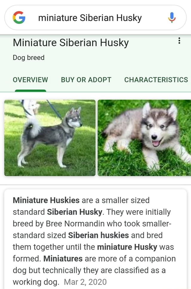 G miniature Siberian Husky Miniature Siberian Husky Dog breed OVERVIEW