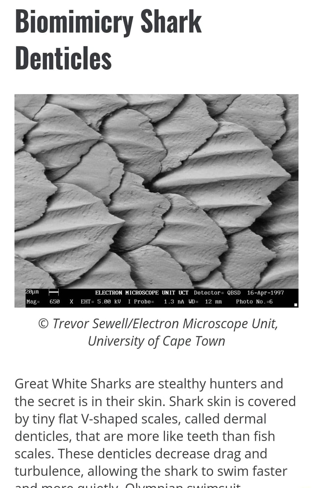 Biomimicry Shark Denticles ELECTRON MICROSCOPE UNIT UCT D r= QBSD 16