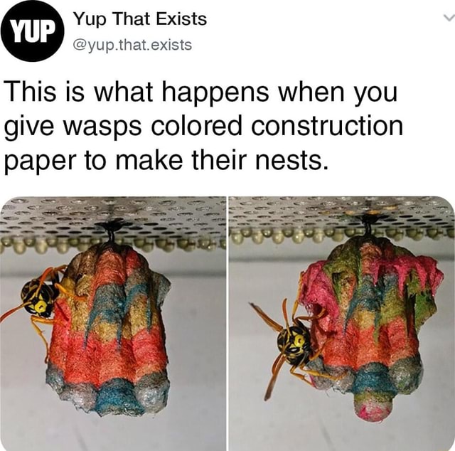 This Is What Happens When You Give Wasps Colored Construction Paper To Make Their Nests Ifunny